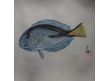 19.poisson chirurgien bleu 30cmx45cm